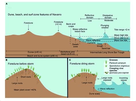 | The surf-zone and foredunes of Navarro. (A) Dune, beach, and... | Download Scientific Diagram