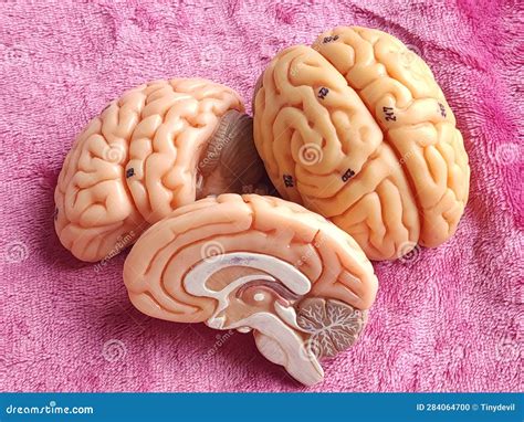 Human brain anatomy model stock photo. Image of cortex - 284064700