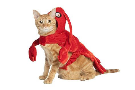 25 Halloween Costumes for Cats that Will Make Your Feline Look Scary ...