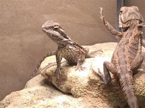 6 Reasons Why a Bearded Dragon is Waving: What It Means | Being Reptiles