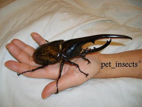 Giant Tropical Beetles / Larvae for sale - Elephant Beetles, Hercules, Goliathus etc. - Reptile ...