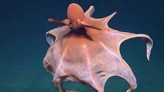 From Wikiwand: Cirrina | Types of octopus, Octopus colors, Small shark