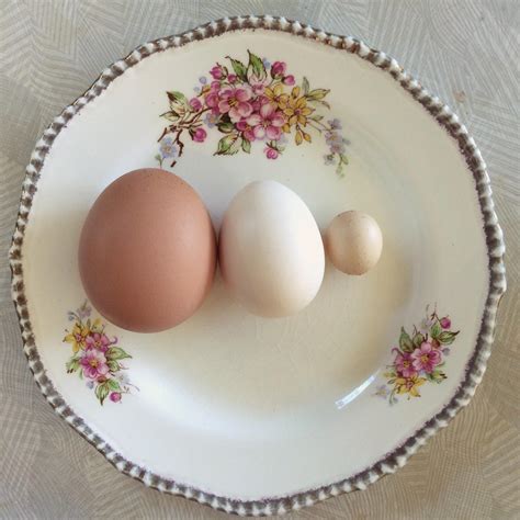 Regular chicken egg, regular Silkie egg, unusually tiny Silkie egg. : mildlyinteresting