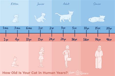 How Many Cat Years Equal A Human Year Sale | www.danzhao.cc