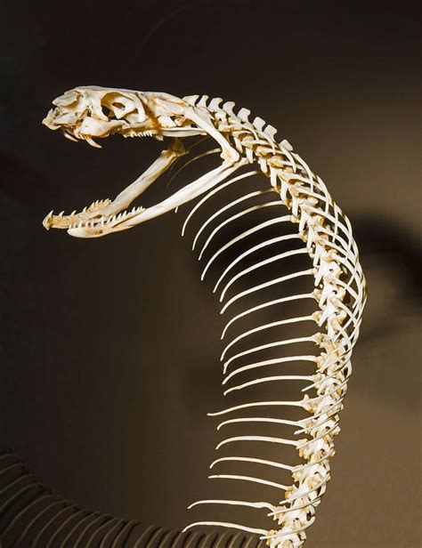 Animal Photograph - King Cobra Snake Skeleton by Millard H. Sharp | King cobra snake, Cobra ...