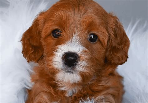 Cavapoo Puppies for Sale in USA | Central Park Puppies