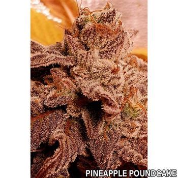 Pink Pineapple Kush Cannabis Seeds by Holy Smoke Seeds