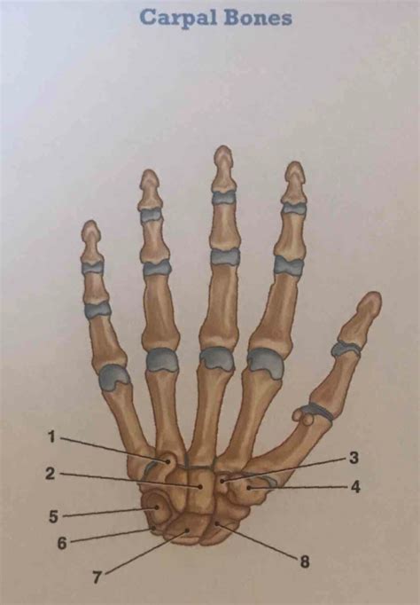 Carpal Bones Labeling Diagram | Quizlet