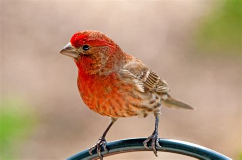 Red Birds in Florida Identification Guide - Birds Fact