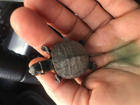 When Do Painted Turtle Eggs Hatch - Turtlean