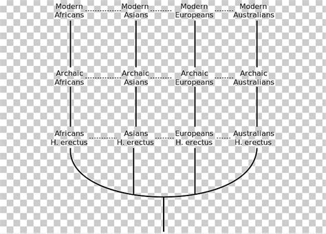 Multiregional Origin Of Modern Humans Recent African Origin Of Modern Humans Human Evolution ...