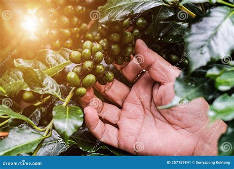 Harvesting Coffee Berries by Agriculturist Hands, Arabica Coffee ...