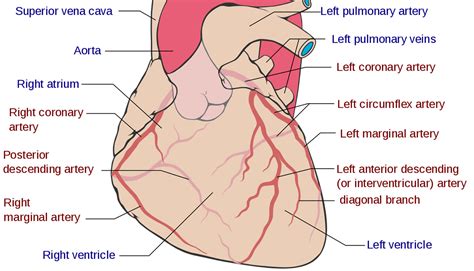 Anomalous coronary artery types, symptoms, diagnosis & treatment