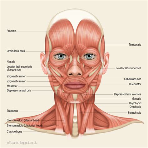 Muscles Of The Face Diagram