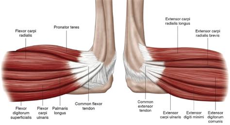 Diagram Of The Muscles In The Forearm Elbow Forearm A - vrogue.co