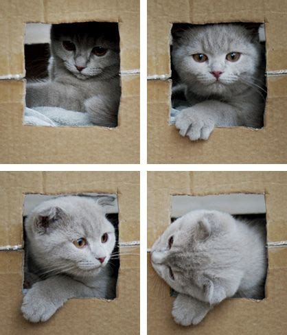 Simon's Cat Logic: Why Cats Love Boxes [VIDEO] - CatTime | Loca de los ...