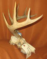 Antlers and Horns : WHITE TAIL DEER - Taxidermy Sets (2035-1610) : hideandfur.com