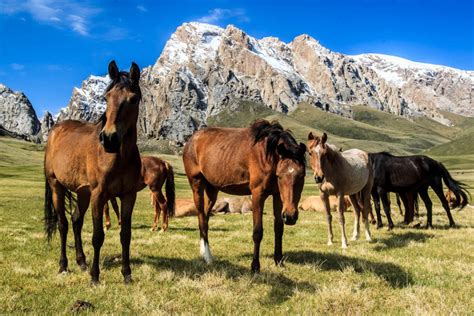 Kyrgyzstan - A short summary - WildlifeMoments.de