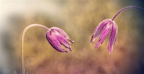 Common Pasque Flower Pulsatilla - Free photo on Pixabay - Pixabay