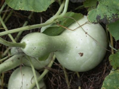 Gourd – Drying | Walter Reeves: The Georgia Gardener