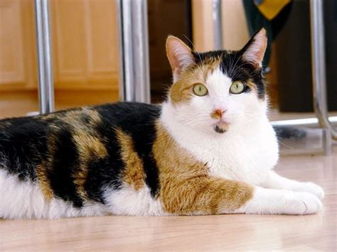 Cool Calico Cat Facts - Run and Play | Group/Individual Dog Walks/Boarding - Silver Spring, MD