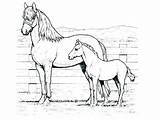 Mustang Horse Coloring Pages Printable At GetColoringscom  Free sketch template