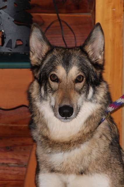 Is The Czechoslovakian Wolfdog Legal In Australia