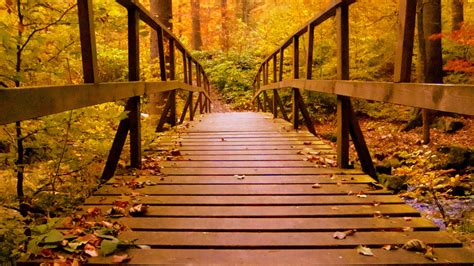 Forest Bridge Wallpaper