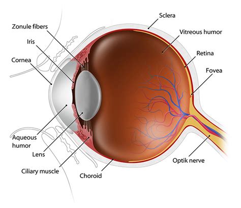 Eye Anatomy - Understand how your eyes work to produce one of the most ...