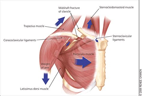 Clavicle Muscle Anatomy