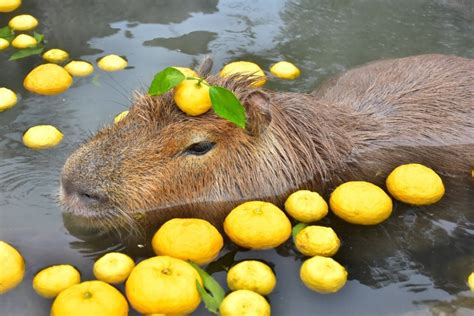 [REQUEST] Capybaras in the hot spring, ideally with yuzu on head please. Ideally so it looks ...