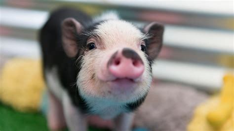 Ask the Expert: Kosher Pig | My Jewish Learning