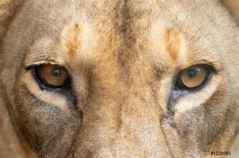 Female lion eyes close up - stock photo 1224385 | Crushpixel