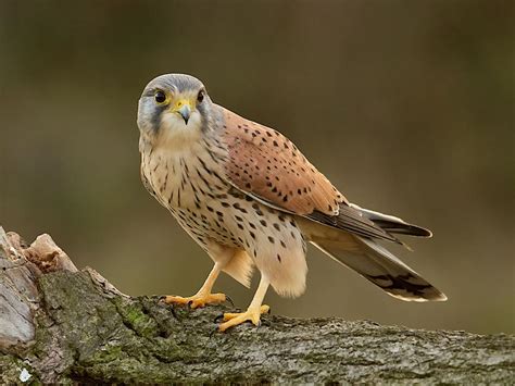 Female Kestrels in the UK (Male vs Female Identification… | Birdfact