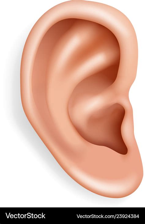 Human ear organ hearing health care closeup Vector Image