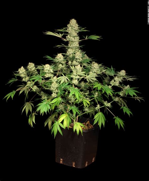 AK-47 gallery | Serious Seeds