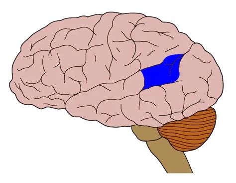 Know Your Brain: Wernicke's Area