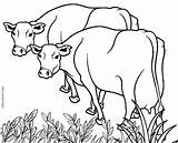 Free Printable Cow Coloring Pages For Kids sketch template
