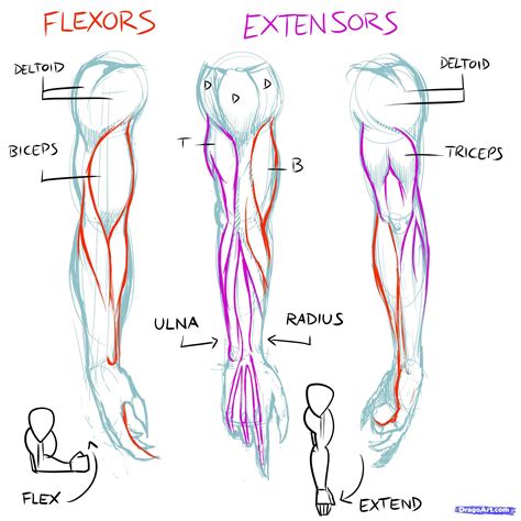 Arm muscles 1 | Anatomia braço, Anatomia do braço, Tutorial de anatomia