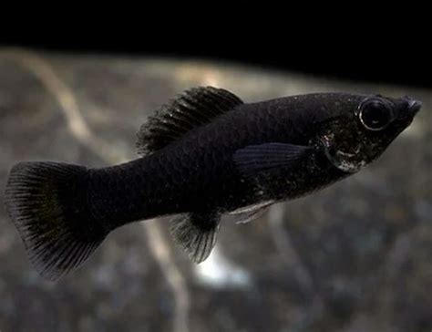 Black Molly Fishes at Rs 15/piece | Black Molly Fish in Kolkata | ID: 19788245912