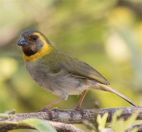 クビワスズメ Cuban Grassquit (Tiaris canorus, Phonipara canora) female