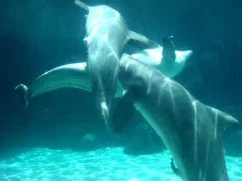 Dolphins Mating. - YouTube