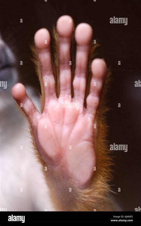 SQUIRREL MONKEY HAND Stock Photo - Alamy