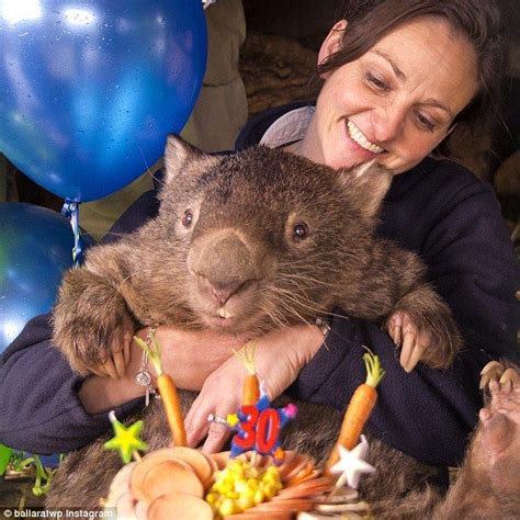 Patrick the world's oldest wombat celebrates his 30th birthday | Cute wombat, Wombat, Little pets