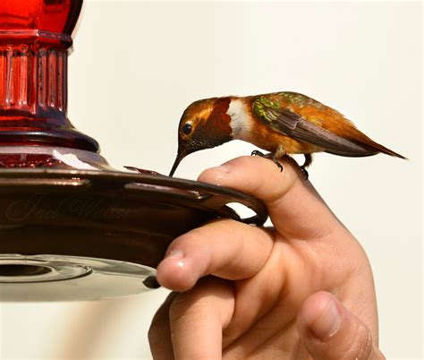 Rufous Hummingbird On Finger – The Bird Nerd