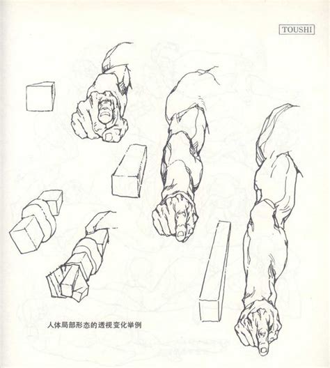 Image result for arms foreshortening | Human anatomy drawing, Human anatomy art, Anatomy sketches