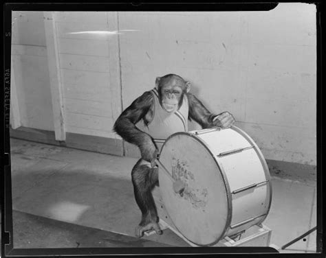 monkey drummer in zoo band | Harvard art museum, Art museum, Drums