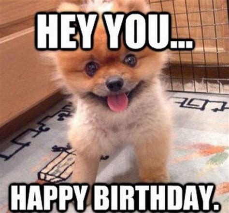 101 Funny Happy Birthday Dog Memes for Paw Lovers Everywhere | Funny ...