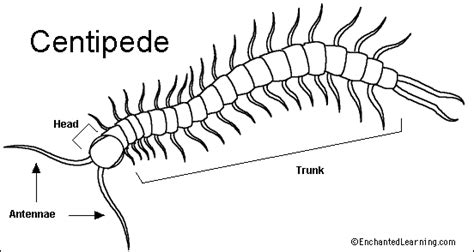 Which arthropods have many body segments, with two pairs of legs on ...