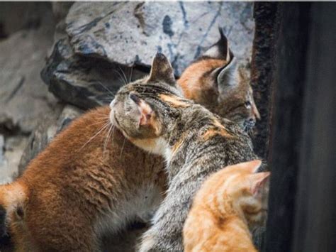 A cat adopts a lynx cub rejected by its mum - Album on Imgur